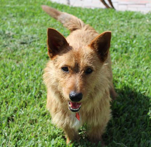 McScruff the Rescue Dog