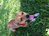 Cooper