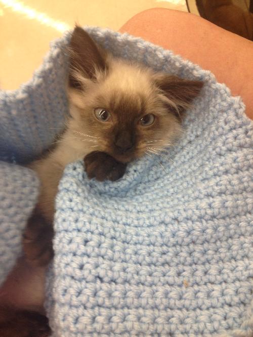 Bluebell