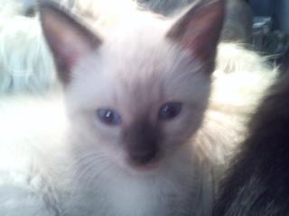 Rhett