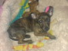 Jellybean