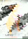 Carley