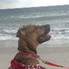 Carley