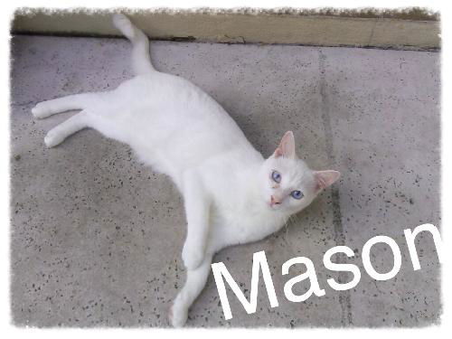 Mason