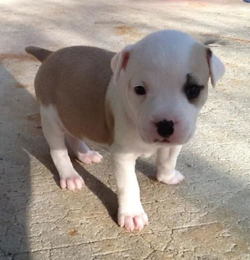 Wilma