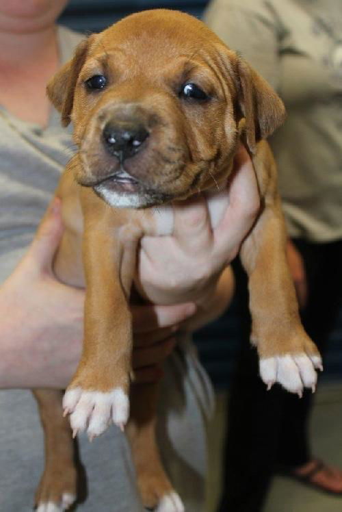 Winston
