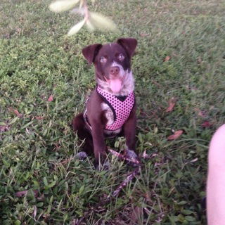 Savannah