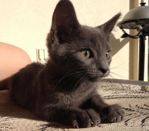 Koshka   (кошка)