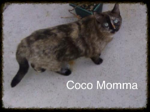 Coco Momma