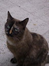 Coco Momma
