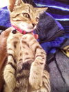 Ares