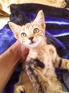 Athena