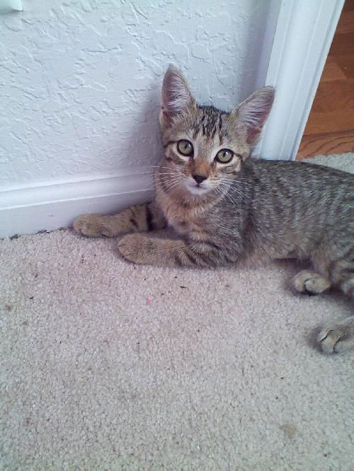 Athena
