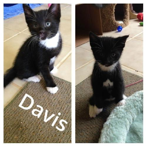 Davis