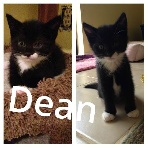 Dean