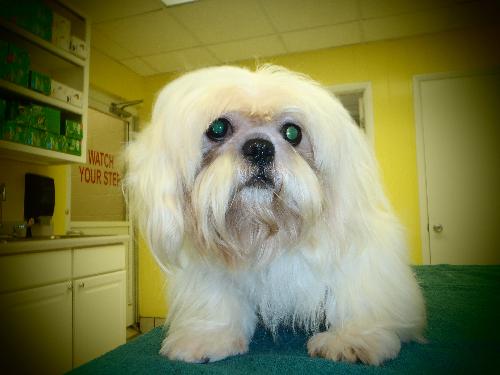 Stormy the Shih Tzu