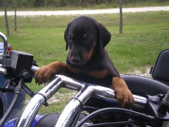 Fonzi