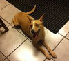 Toby