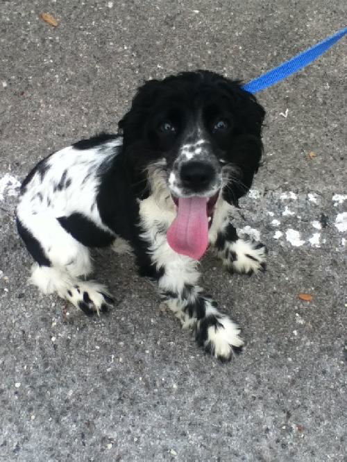 Monty the Dog