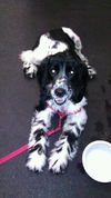 Monty the Dog