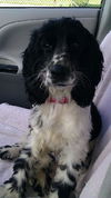Monty the Dog
