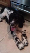 Monty the Dog