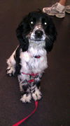 Monty the Dog