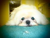 Stormy the Shih Tzu