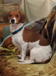 Millie