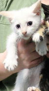 Casper
