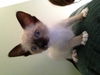 Mia the kitten