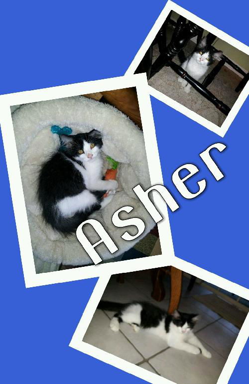 Asher