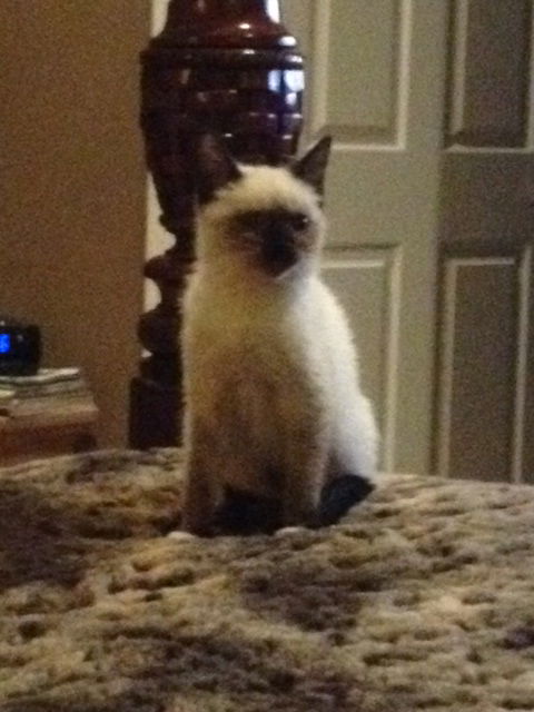 Coco Chanel