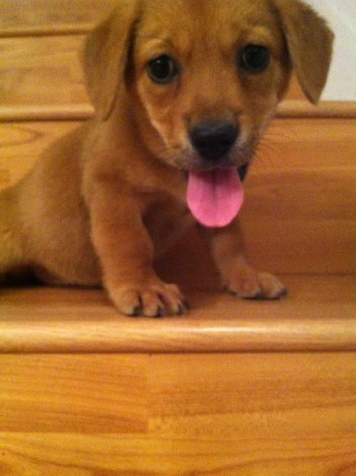 Ginger