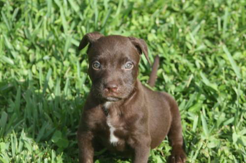 Coko