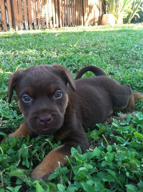 Cody the Pup