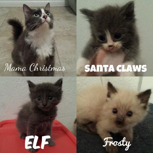 Santa Claws