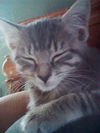 Emmy
