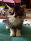 Smudge