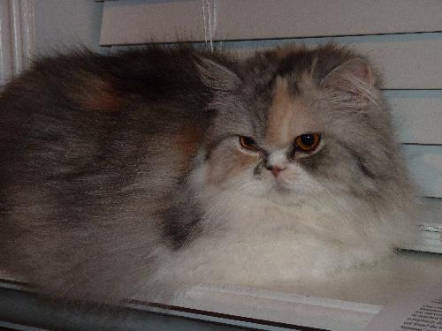 Chloee