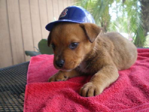 Nomar