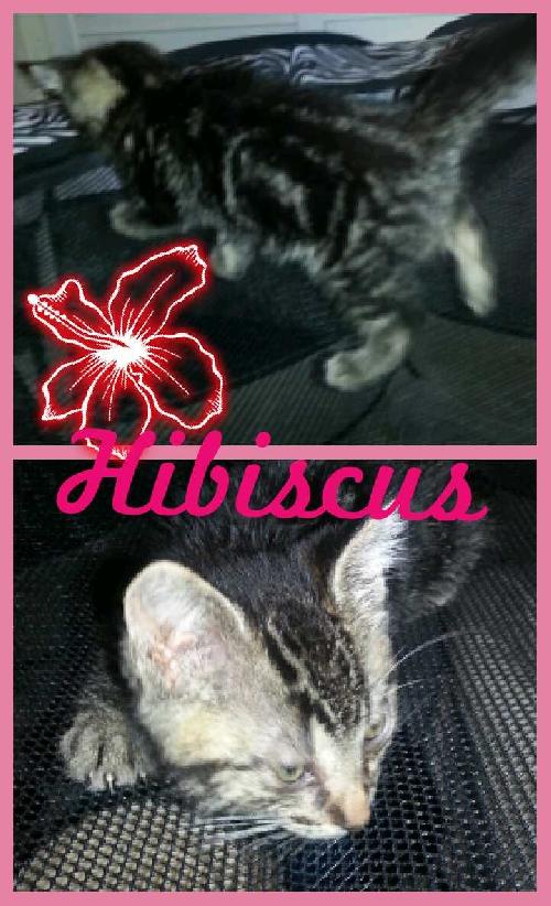 Hibiscus