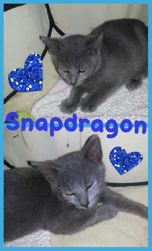 Snapdragon