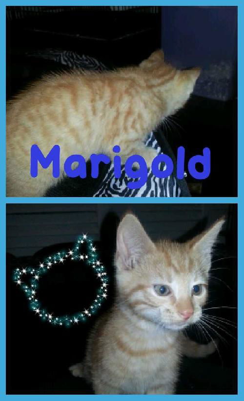 Marigold