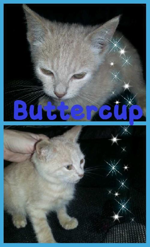 Buttercup