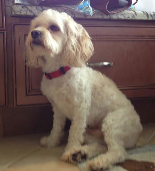 Charlie the Cockapoo