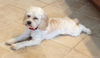 Charlie the Cockapoo