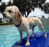 Charlie the Cockapoo