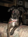 Lulu
