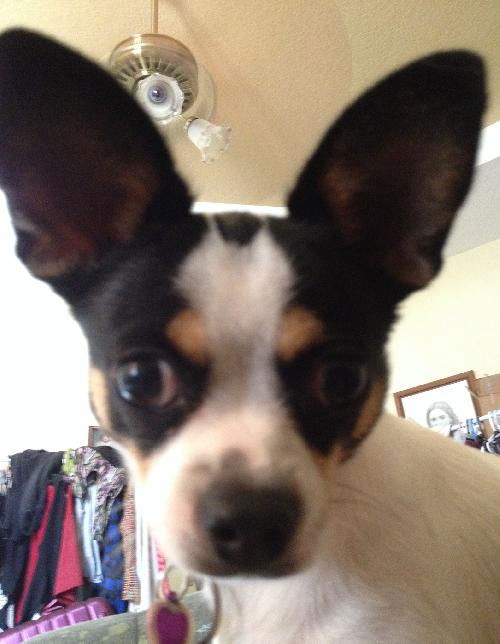 Lola